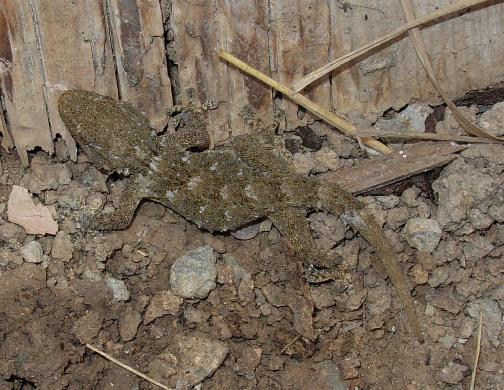 tarentula mauritanica o Phyllodactylus europaeus